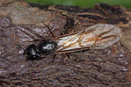 Camponotus herculeanus / Schwarze Rossameise / Ameisen - Formicidae - Formicinae