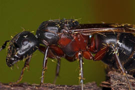 Camponotus herculeanus / Schwarze Rossameise / Ameisen - Formicidae - Formicinae