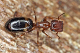 Camponotus truncatus / Stöpselkopfameise (Türschließermorphe) / Ameisen - Formicidae - Formicinae