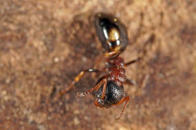 Dolichoderus quadripunctatus / Vierpunktameise / Ameisen - Formicidae - Drüsenameisen - Dolichoderinae