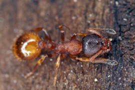 Temnothorax affinis / Ohne deutschen Namen / Ameisen - Formicidae / Unterfamilie: Knotenameisen - Myrmicinae