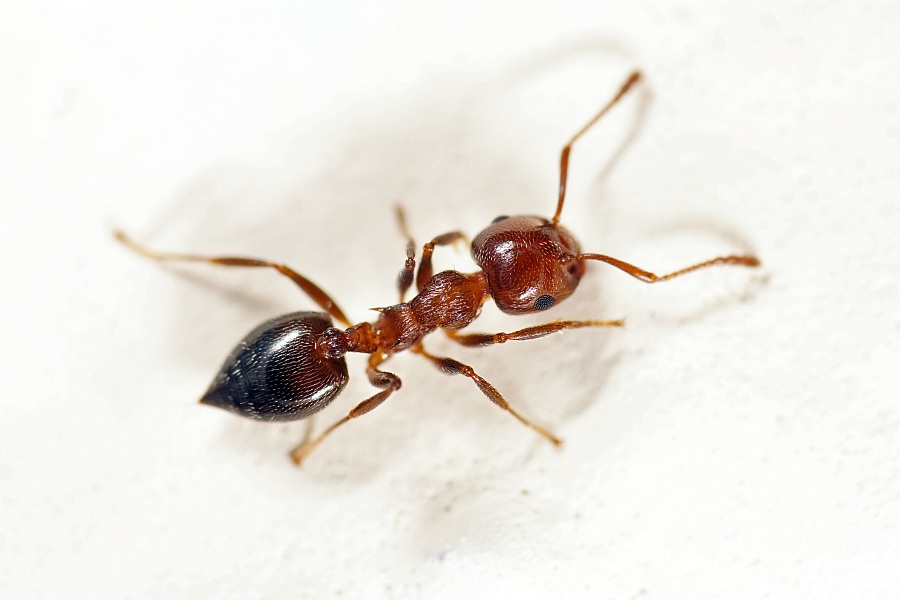 Crematogaster lorteti / Ohne deutschen Namen / Ameisen - Formicidae - Myrmicinae