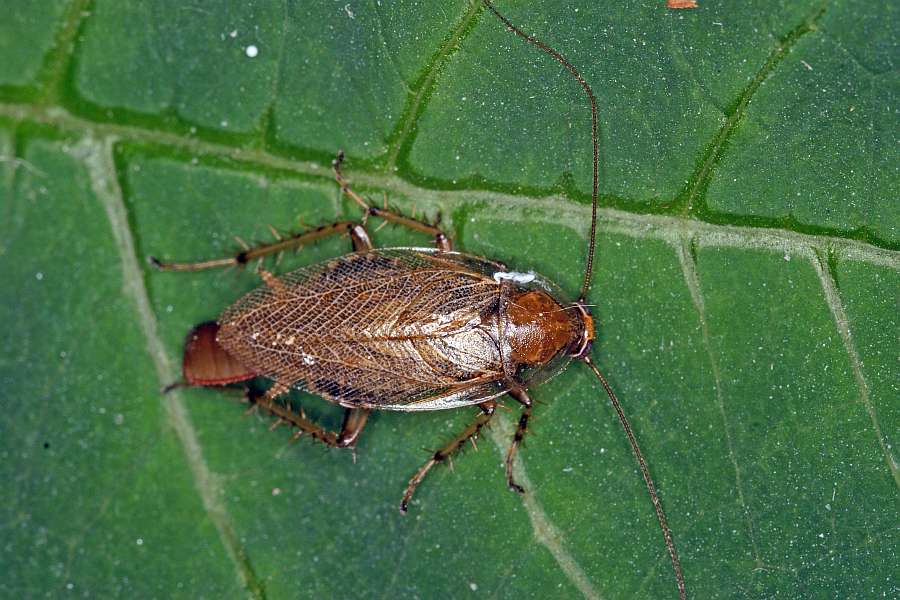 Ectobius vittiventris / Bernstein-Waldschabe (Weibchen mit Oothek) / Ectobiidae -  Ectobiidae - Waldschaben / Ordnung: Blattodea - Schaben
