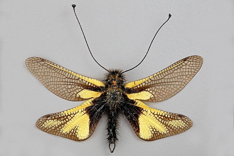 Libelloides coccajus / Libellen-Schmetterlingshaft / Schmetterlingshafte - Ascalaphidae / Ordnung: Netzflügler - Neuroptera