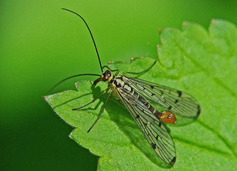 Panorpa germanica  / Skorpionsfliege (Männchen)