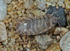 Armadillidium vulgare / Gemeine Rollassel / Familie: Armadillididae / Ordnung: Isopoda - Asseln