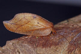 Drepanepteryx phalaenoides / Totes Blatt / "Blattlauslöwe" / Taghafte - Hemerobiidae / Ordnung: Netzflügler - Neuroptera