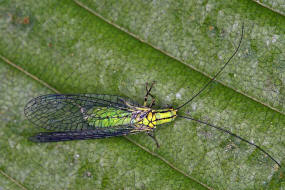 Hypochrysa elegans / Buchen-Florfliege / Florfliegen - Chrysopidae / Ordnung: Netzflügler - Neuroptera