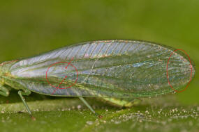 Peyerimhoffina gracilis / "Kleine Florfliege" / Florfliegen - Chrysopidae / Ordnung: Netzflügler - Neuroptera