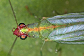 Peyerimhoffina gracilis / "Kleine Florfliege" / Florfliegen - Chrysopidae / Ordnung: Netzflügler - Neuroptera
