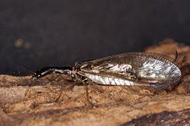 Phaeostigma notata / Gefleckte Kamelhalsfliege / Raphidiidae / Überordnung: Netzflügler - Neuroptera