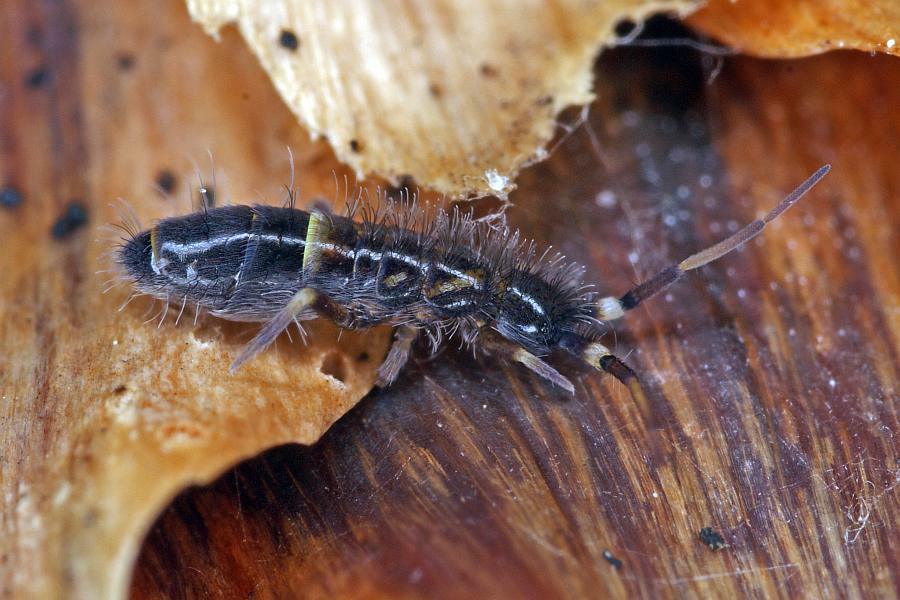 Orchesella cincta / Gegürtelter Springschwanz / Laufspringer - Entomobryidae / Klasse: Springschwänze - Collembola