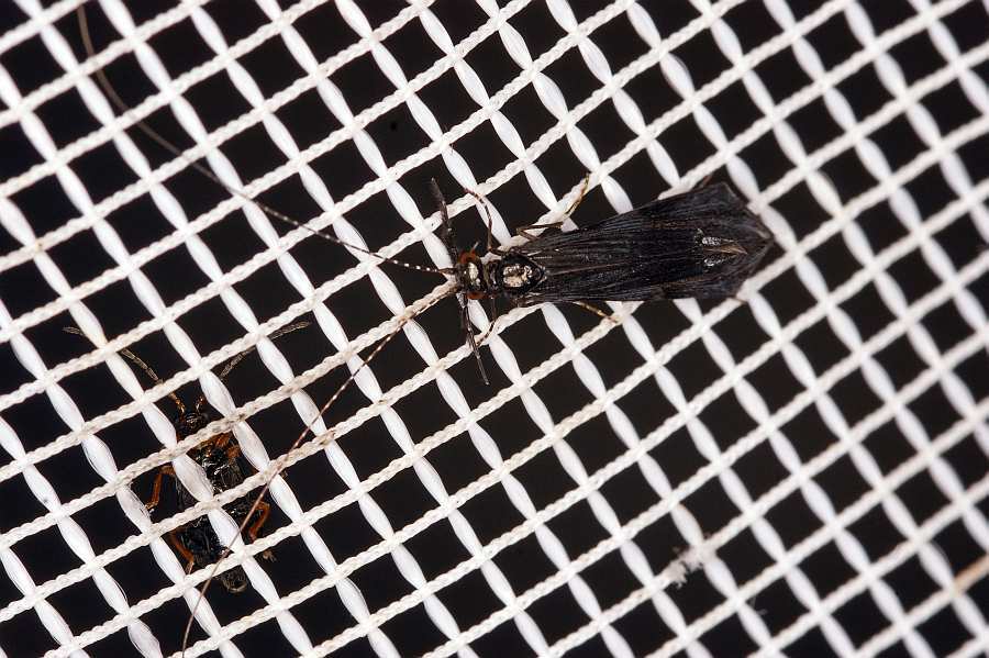 Mystacides azurea / Krawatten Köcherfliege / Langfühler-Köcherfliege / Leptoceridae / Ordnung: Köcherfliegen - Trichoptera