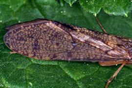 Rhyacophila spec.