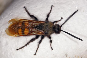 Megascolia maculata ssp. maculata (Männchen) / Rotstirnige Dolchwespe / Mammoth wasp / Dolchwespen - Scoliidae / Ordnung: Hautflügler - Hymenoptera