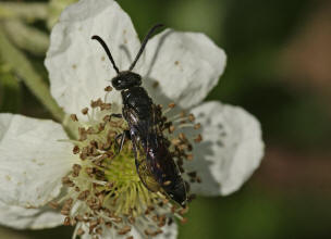 Sapyga quinquepunctata / Keulenwespe / Keulenwespen - Sapygidae / Ordnung: Hautflgler - Hymenoptera