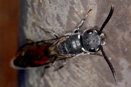 Sapyga quinquepunctata / Keulenwespe / Keulenwespen - Sapygidae / Ordnung: Hautflgler - Hymenoptera