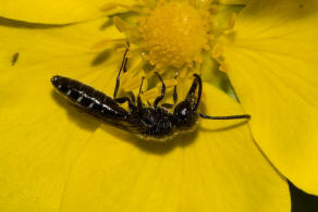 Sapygina decemguttata / Zehnpunkt-Keulenwespe / Keulenwespen - Sapygidae / Ordnung: Hautflgler - Hymenoptera