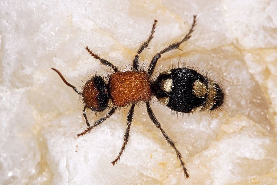 Ronisia brutia (Petagna, 1787) / Ameisenwespen - Mutillidae / Ordnung: Hautflügler - Hymenoptera