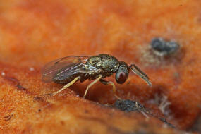 Cecidostiba semifascia / Pteromalidae - Pteromalinae / Überfamilie: Erzwespen - Chalcidoidea