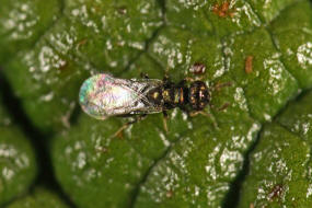 Dichatomus acerinus / Ohne deutschen Namen / Eulophidae (Erzwespen - Chalcidoidea)
