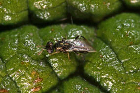 Dichatomus acerinus / Ohne deutschen Namen / Eulophidae (Erzwespen - Chalcidoidea)