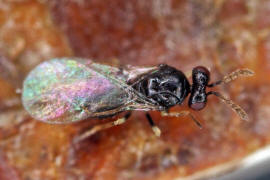 Chalcidoidea spec. / Unbestimmte Erzwespen / Erzwespen (Zehrwespen) - Chalcidoidae