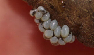 Euplectrus bicolor (Swederus, 1795) / Eulophidae (Erzwespen - Chalcidoidea) / Larven (L1) an Raupe von Xestia c-nigrum