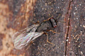 Eurytoma striolata (Ratzeburg, 1848) / Eurytomidae / Überfamilie: Erzwespen - Chalcidoidea
