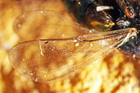 Ormyrus nitidulus / Weibchen / Ormyridae / Überfamilie: Erzwespen - Chalcidoidea