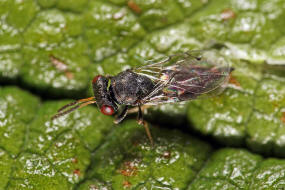 Pteromalus bedeguaris / Gemeine Rosenerzwespe / Pteromalidae / Überfamilie: Erzwespen - Chalcidoidea
