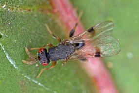 Sycophila biguttata / Ohne deutschen Namen / Eurytomidae - Eurytominae / Überfamilie: Erzwespen - Chalcidoidea