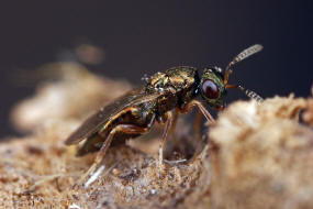 Trichomalus pexatus (Walker, 1835) / Pteromalidae (Erzwespen - Chalcidoidea)