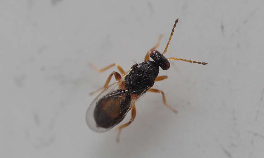 Euplectrus bicolor (Swederus, 1795) / Eulophidae (Erzwespen - Chalcidoidea)