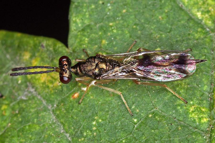 Gastracanthus pulcherrimus / Ohne deutschen Namen / Pteromalidae -  Miscogasterinae / Überfamilie: Erzwespen - Chalcidoidea