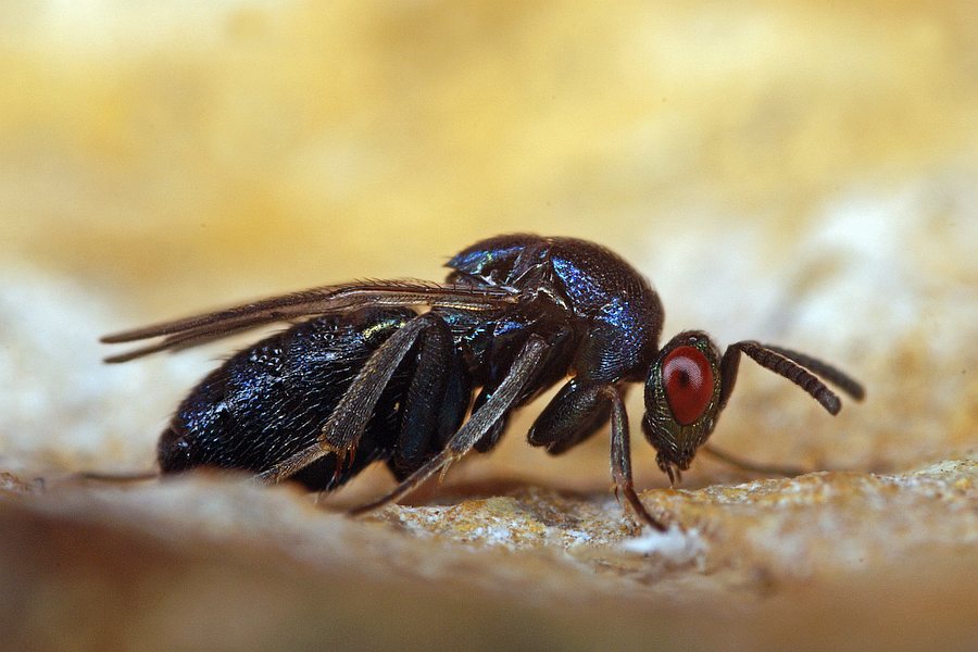 Ormyrus nitidulus / Männchen / Ormyridae / Überfamilie: Erzwespen - Chalcidoidea