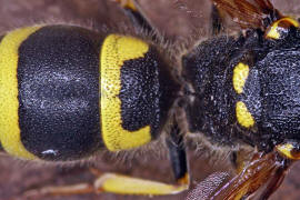 Ancistrocerus nigricornis / Lehmwespe / Vespidae - Echte Wespen / Unterfammilie: Eumeninae - Solitäre Faltenwespen