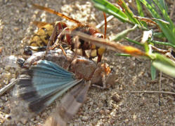 Vespa crabro / Hornisse (Arbeiterin) / Vespidae - Faltenwespen (Beute ist eine Blauflüglige Ödlandschrecke)