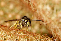 Vespula vulgaris / Gemeine Wespe (Mnnchen) / Vespidae - Faltenwespen - Vespinae - Echte Wespen