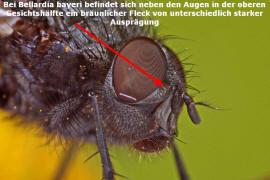 Bellardia bayeri / Ohne deutschen Namen / Schmeißfliegen - Calliphoridae / Ordnung: Zweiflügler - Diptera / Fliegen - Brachycera