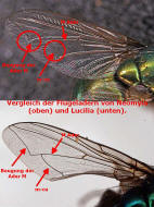 Fotovergleich der Flügeladern von Lucilia (Calliphoridae) und Neomyia (Muscidae)