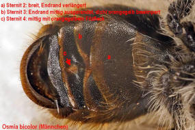 Bestimmungshilfe Mnnchen von Osmia bicolor / Zweifarbige Schneckenhaus Mauerbiene / Megachilinae ("Blattschneiderbienenartige") / Hautflgler - Hymenoptera
