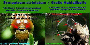 Sympetrum striolatum / Groe Heidelibelle - Fotohilfe