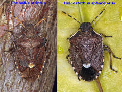 Vergleich Holcostethus sphacelatus vs. Peribalus strictus