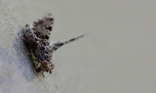 Callopistromyia annulipes / "Pfauenfliege"  / Schmuckfliegen - Ulidiidae (Neueinwanderer aus Nordamerika)