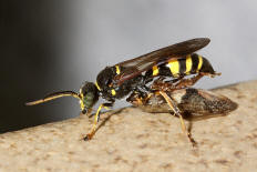 Gorytes laticinctus / Grabwespe mit erbeuteter Zikade / Grabwespen - Crabronidae - Bembicinae / Ordnung: Hautflügler - Hymenoptera