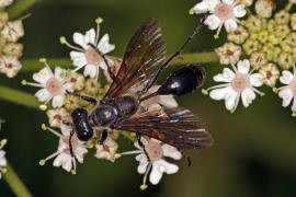 Isodontia mexicana / Stahlblauer Grillenjger / Grabwespen - Sphecidae / Ordnung: Hautflgler - Hymenoptera