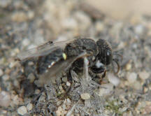 Oxybelus bipunctatus / Fliegenspiewespe