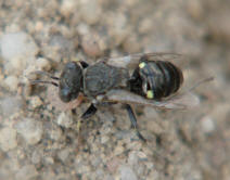 Oxybelus bipunctatus / Fliegenspiewespe