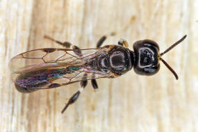 Rhopalum clavipes / Ohne deutschen Namen / Grabwespen - Crabronidae / Ordnung Hautflügler - Hymenoptera